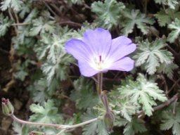 Geranium pulchrum